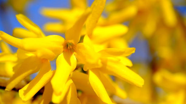 istock Yellow flowers on a flowering bush 1219871175