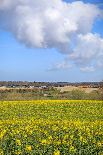 paisagem com plantas oleaginosas - field flower danish culture sunlight - fotografias e filmes do acervo