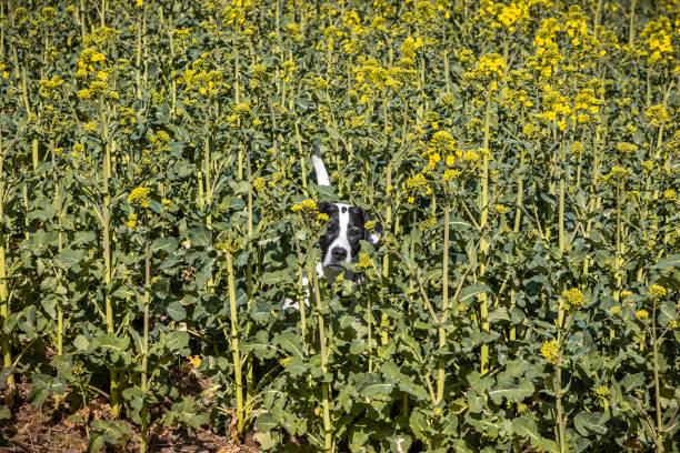 cão preto e branco escondido em um campo de oleaginosas - field flower danish culture sunlight - fotografias e filmes do acervo