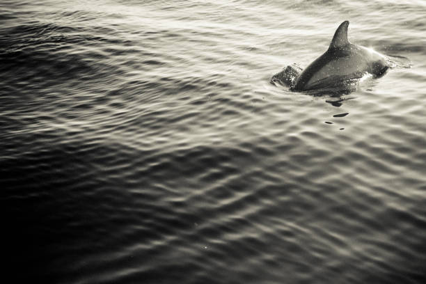 le dauphin - floride photos et images de collection