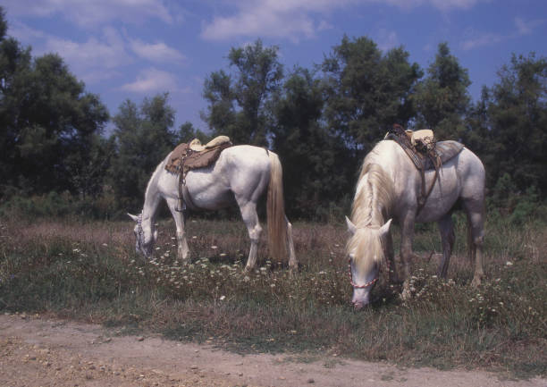 horses grazing peacefully in the wild countryside