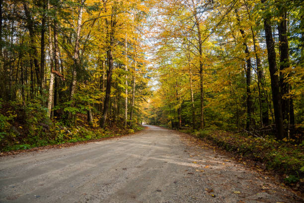 istock Deserted dirt road through a colourful deciduous forest on a fall morning 1219872462