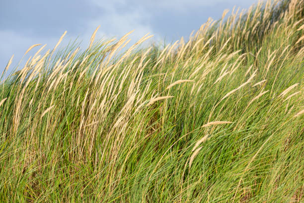 Germany, North Sea, beach oats ( Ammophila ).