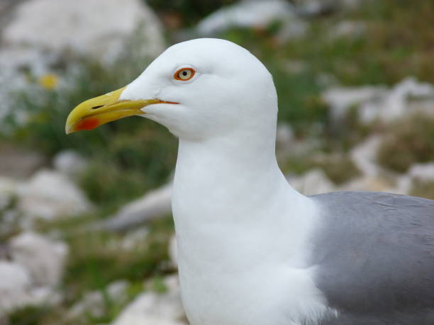istock Seagulls in the creeks of Marseille 1219873555