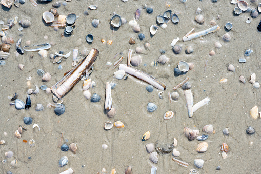 Germany, Lower Saxony, East Frisia, Juist, mussels on the beach.