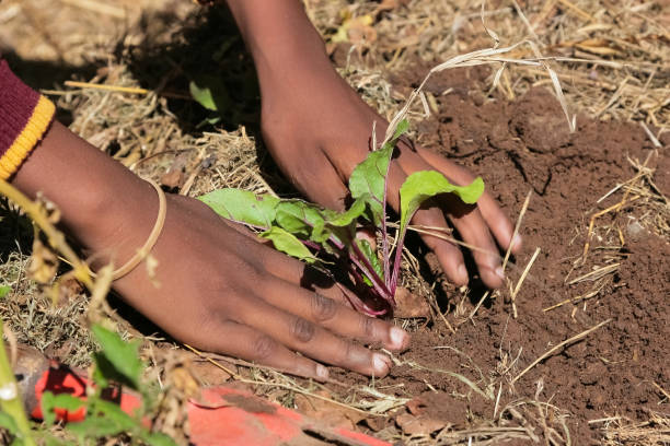 istock African child hands planting vegetables in soil 1219873788
