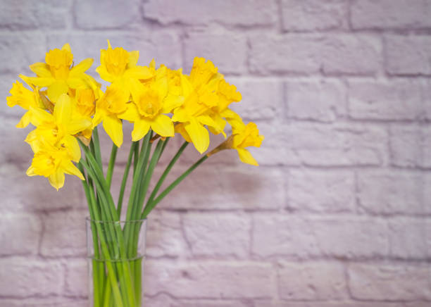 A bunch of bright yellow daffodils in a glass of water against a gray brick wall