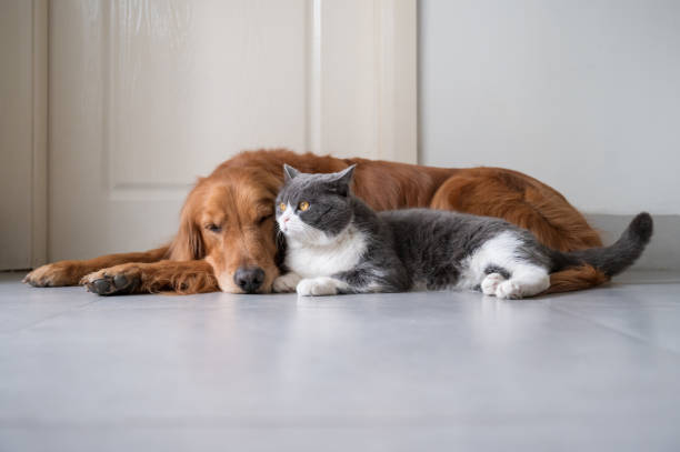 istock Golden Retriever and British Shorthair get along 1219875954