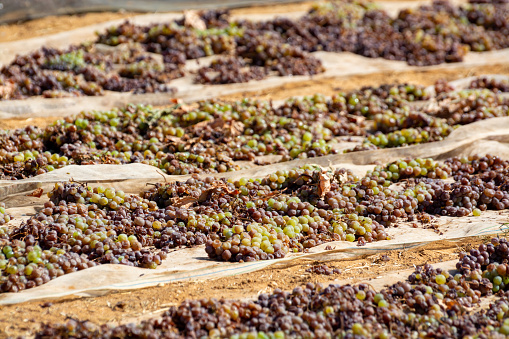 Traditional drying of sweet wine pedro ximenez grapes under hot sun on fields in Montilla-Moriles wine region, Andalusia, Spain