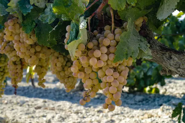 Ripe white grape growing in vineyard in Andalusia, Spain, sweet pedro ximenez or muscat, or palomino grape ready to harvest, used for production of jerez, sherry sweet and dry wines