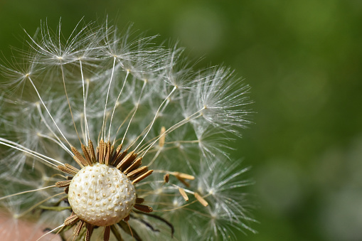 Little fluffy white Dandelion in the meadow