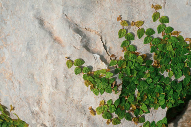 Photo of a creeper with small green leaves growing across a rock