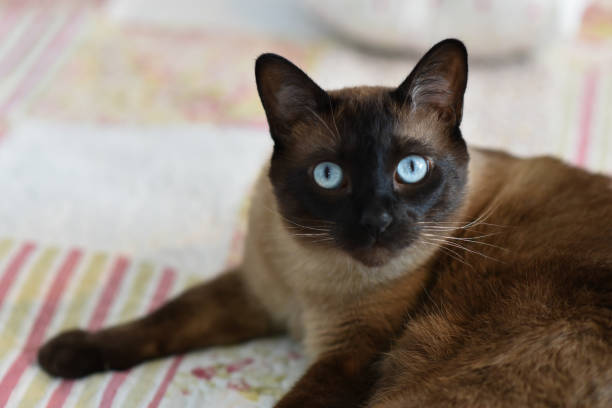 istock Thai cat with blue eyes lying on the bed. 1219879499