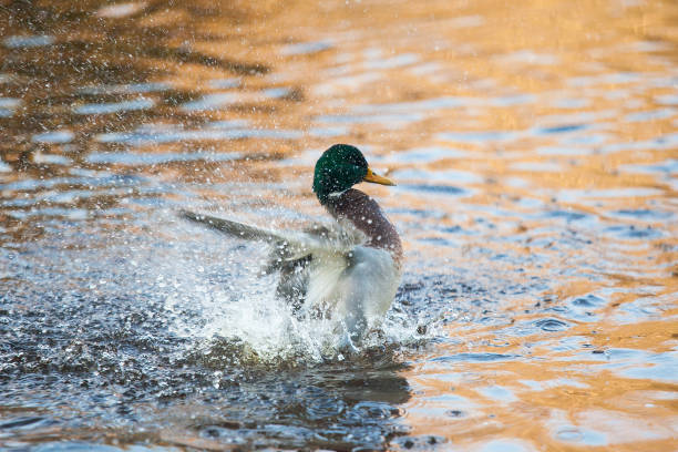 istock Drake duck flying up from the water 1219880580