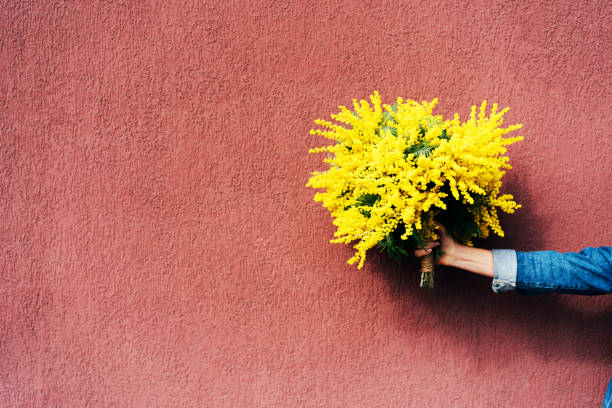 mimosa bouquet in hands Gorgeous spring mimosa bouquet in hand on the background of a burgundy wall. mimosa stock pictures, royalty-free photos & images
