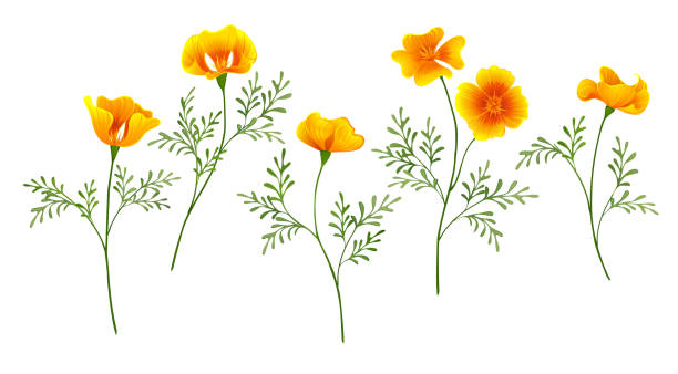 illustrazioni stock, clip art, cartoni animati e icone di tendenza di set di papavero della california - poppy field flower california golden poppy