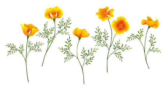 Set of yellow golden flowers California Poppy on white isolated background.