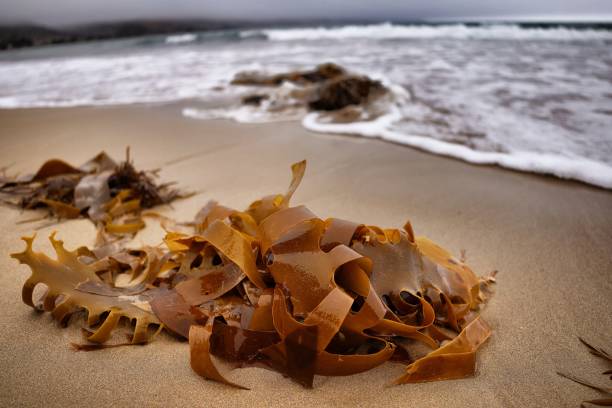 istock Sea plant 1219883226