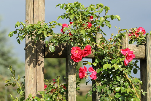 Red climbing rose \