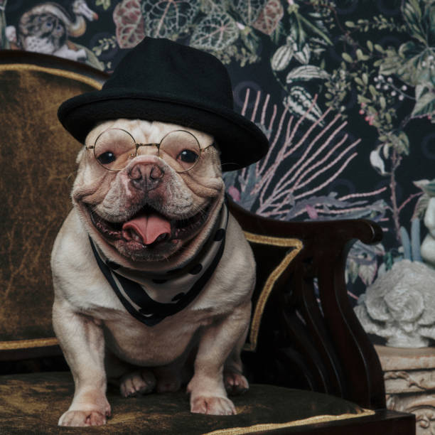 istock Retro style French bulldog 1219884766