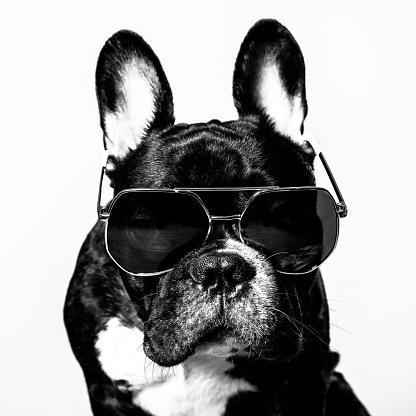 Cool French bulldog wearing shades in black and white