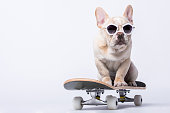 Skateboarding French bulldog