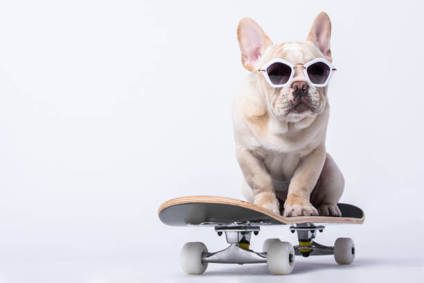 skateboarding french bulldog - white dog audio imagens e fotografias de stock