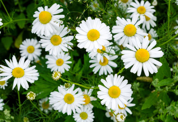 カモミールの花畑。美しい咲く医療ローマのチャモマイル。漢方薬、アロマセラピーの概念。選択フォーカス、クローズアップ、トップビュー - wildflower spring close up daisy ストックフォトと画像