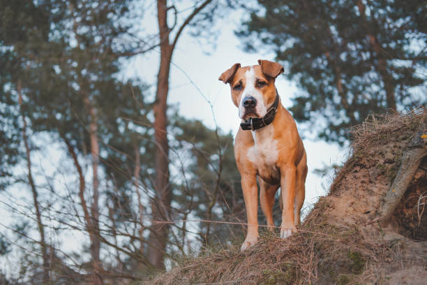 Hero shot of a staffordshire terrier mutt in the nature. Active pets, hiking with dogs: beautiful grown up dog stands in the forest american staffordshire terrier stock pictures, royalty-free photos & images