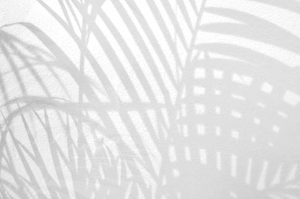 istock Light and shadow leaves,palm leaf on grunge white wall concrete background.Silhouette abstract tropical leaf natural pattern for wallpaper, spring ,summer texture.Black and white blurred image backdrop. 1219886521