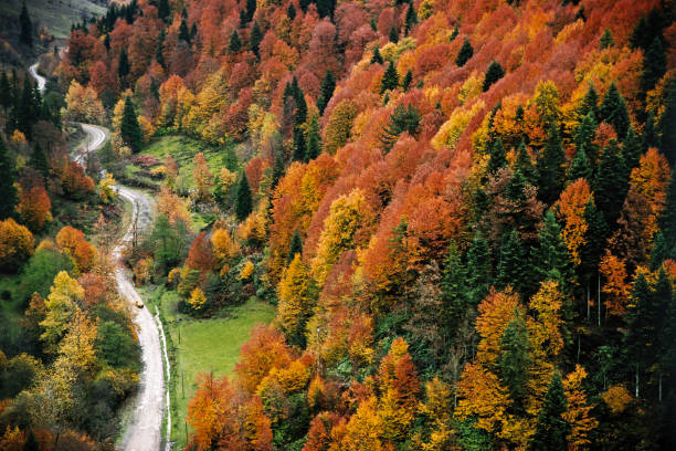 istock Uluyayla road in autumn, Bartin, Turkey 1219886580