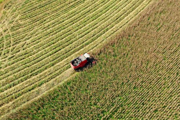 istock Harvesting machine operating on corn field. Agro industry. Great landscape. 1219887371