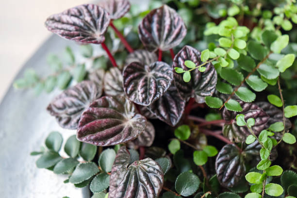 jardin des plantes grouillant dans un grand pot extérieur à la maison. conception de plantes de trichomanes asplenium, tradescantia zebrina , peperomia caperata dans un intérieur moderne. mise au point douce - tradescantia epidermis photos et images de collection