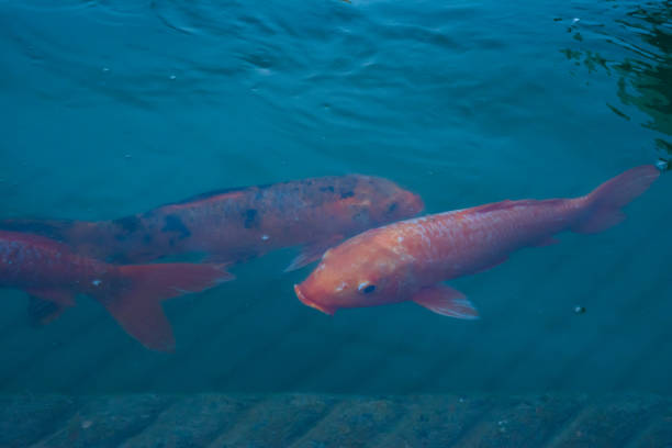 istock Fishes in gurudwara sarovar 1219887996