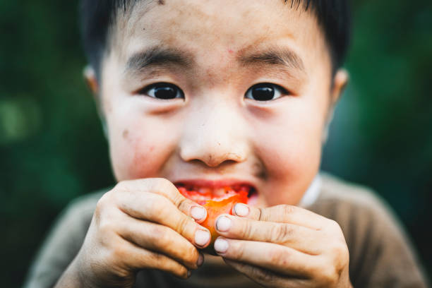 Asian boy eating tomato which he just picked up in the farm.