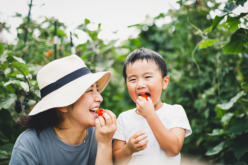 Asian mother and son eating tomato which they just picked uo in the fields.