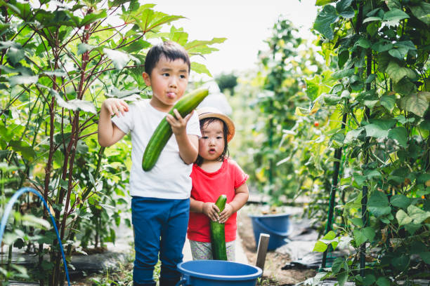 istock Siblings harvesting vegetables in the fields 1219888513