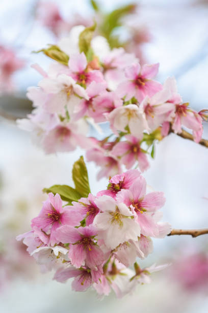 istock Blossom tree with pink flower petals on natural blue sky background 1219890241