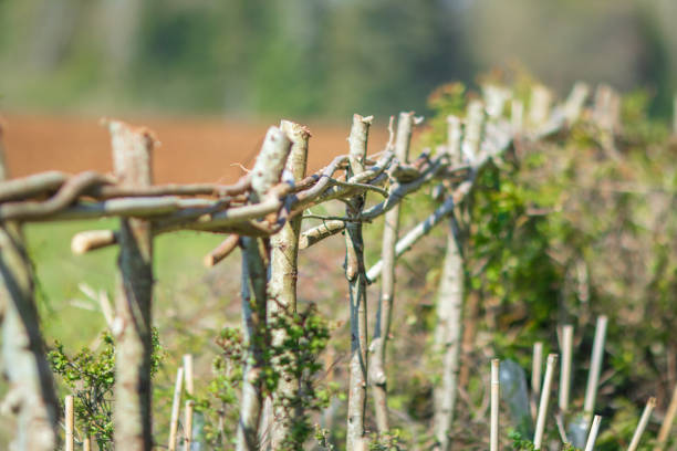 Freshly cut, woven and crafted hazel hedge. Hedge laying or coppicing is a traditional British agricultural skill that involves weaving young vertical branches horizontally to create a sustainable and wildlife and eco friendly barrier.