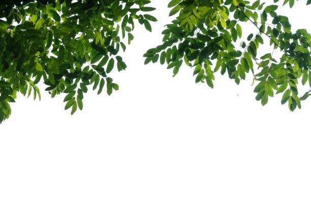 istock Tropical tree with leaves branches on white isolated background for green foliage backdrop 1219891627