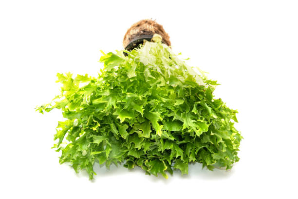 Expertise Lettuce salad, Lactuca sativa isolated on white background