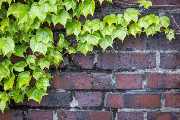 istock green ivy leaf on red brick wall 1219892950
