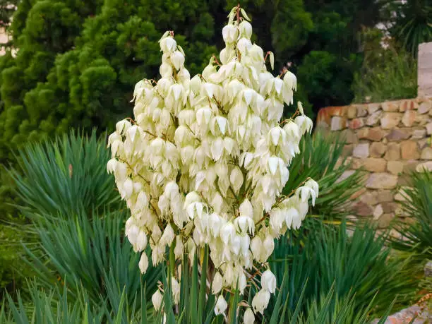 Inflorescences of Yucca filamentosa in the form of a panicle with white flowers in the botanic garden
