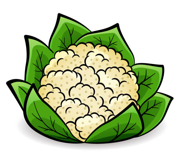 rysunek projektowy kalafiora wektorowego izolowany - cauliflower white backgrounds isolated stock illustrations