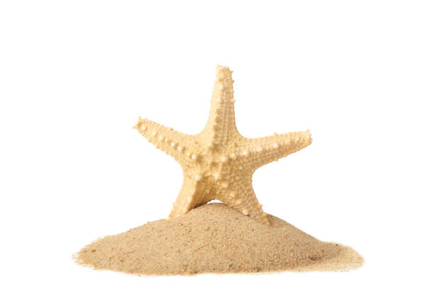istock Starfish with sand isolated on a white background with copy space. Summer concept 1219895878