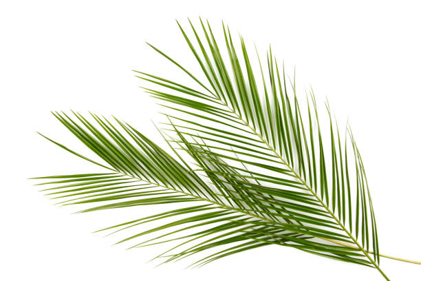 istock Green leaves of palm tree isolated on white background 1219896432