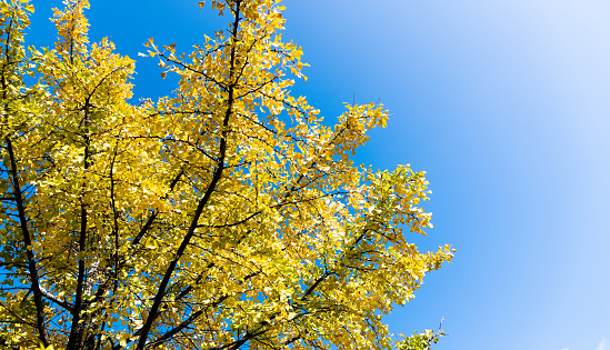 Yellow ginkgo trees in forest.