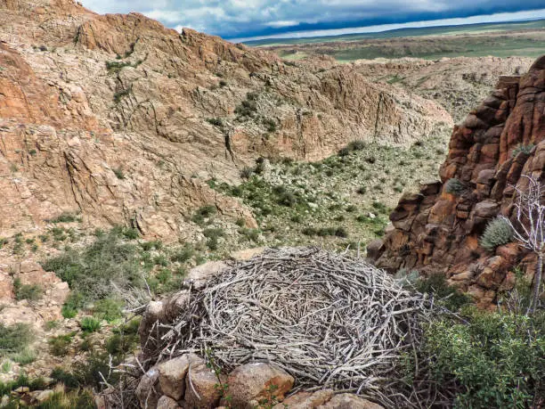 Rock Mountain in Mongolia is a breeding nest for  black-vulture