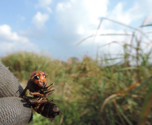 istock Asian giant hornet caught with fingers 1219897543