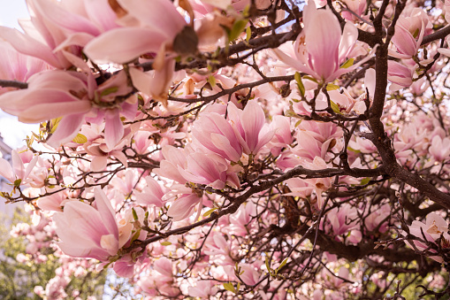 Magnificent blossoms with magnolias in spring.